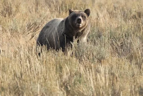 Backpacker Assaulted by Wild Animal in Wilderness Area Air Lifted to Trauma Center