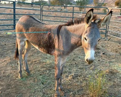 Burro On the Mend After Recent Projectile Strike on Feral Donkeys in California