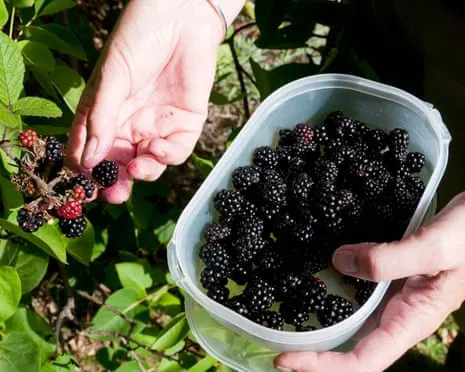 Wanted: Scrumptious Baked Goods to Make Use Of a Abundance of House-Made Jam