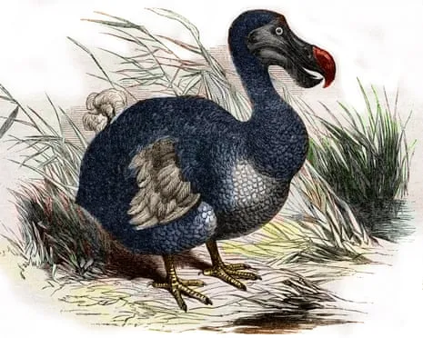 Experts Assert They Have Achieved a ‘Pivotal Step’ in Reviving the Dodo for the First Time in Three Centuries